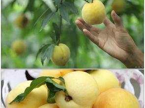 黄桃视频,探寻甜蜜背后的故事